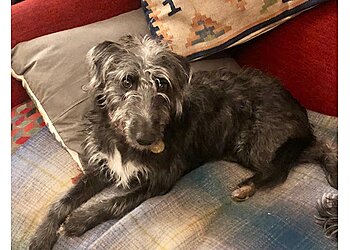 Animal Psychology Clinic