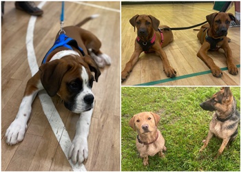 Animal Psychology Clinic