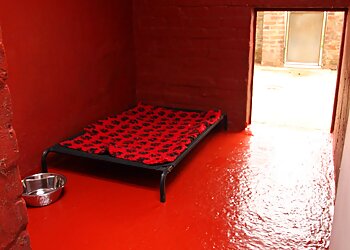 Anston Kennels & Cattery