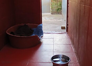 Anston Kennels & Cattery