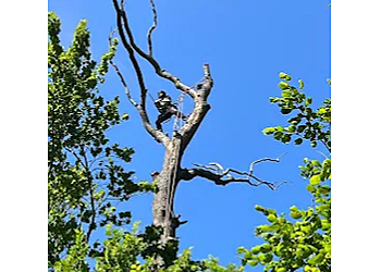 Apex Tree Specialists LLP