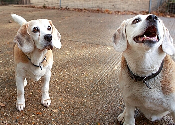 Applemore Kennels & Cattery