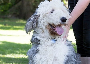 Applemore Kennels & Cattery