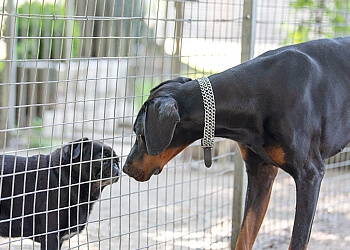 Southampton boarding kennels  Applemore Kennels & Cattery image 1