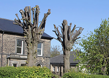 Arborist Tree Care Ltd