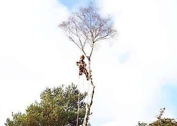 West Lothian tree services Arbscape image 1