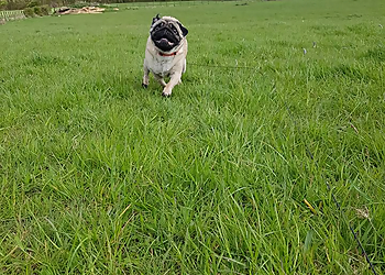 Ardsley Boarding Kennels & Grom Room