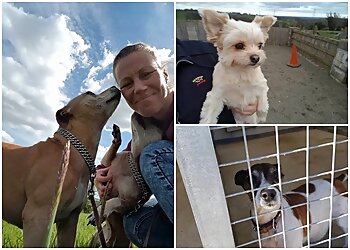 Ardsley Boarding Kennels & Grom Room