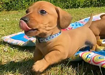 Arnwen Tyn Rhodd Boarding Kennels & Cattery