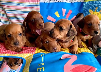 Arnwen Tyn Rhodd Boarding Kennels & Cattery