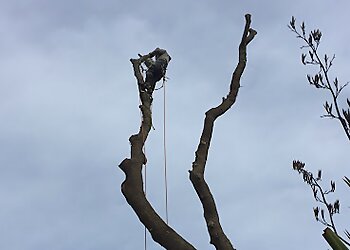 Ashbrooke Tree Services