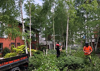 Ashley Tree Services