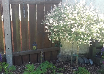 Aspen Garden Services Hull