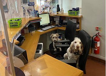 3 Best Vets in Aylesbury Vale, UK - Expert Recommendations