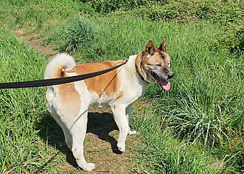 At Your Bark and Call