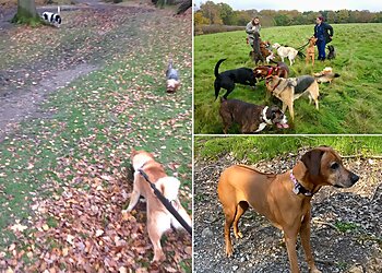 Auntie Lin's Pet Services