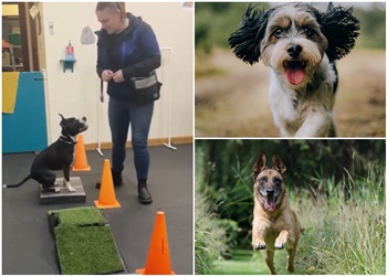 Awesome Paws Academy