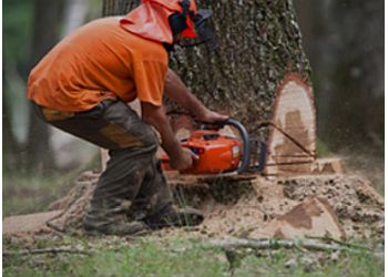 Ayrshire Tree Surgeons