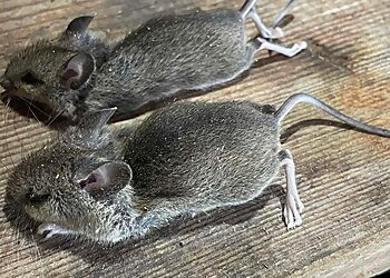 B & D Pest Control Ltd.