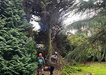 South Gloucestershire tree services Bamfield Tree Services Ltd. image 1