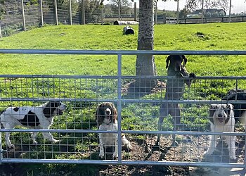 Banscol Kennels