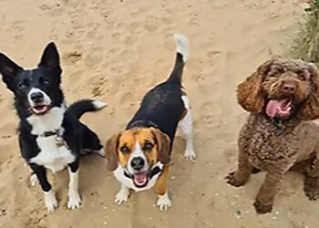 Bark & Bones Dog Walking Service