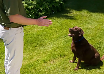 Bark Busters Home Dog Training