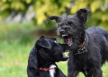 Bark Busters Home Dog Training