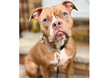 Bark Busters Home Dog Training