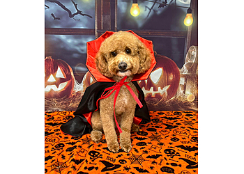 Barking Barnets Dog Grooming