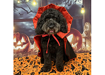 Barking Barnets Dog Grooming