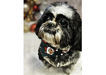 Barking Basement Dog Grooming Studio