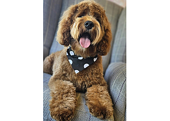 Barking Basement Dog Grooming Studio