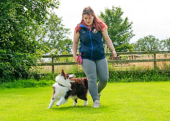 Barking Mad Dog Services