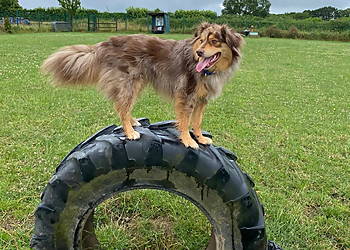 Barking Mad Dog Services