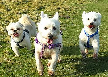 Barking Mad Dog Training