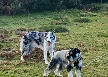 Barking Mad Plymouth