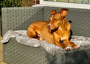 Barking Mad Plymouth Barking Mad Plymouth