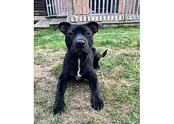 Barkingham Palace Pet Grooming