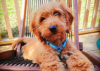 Barkingham Palace Pet Grooming