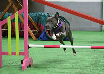 Barkleys Dog Training Academy