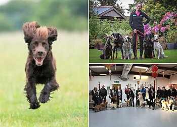 Bark to Basics Dog Training