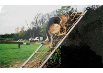 Barry Black Dog Training