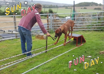 Barry Black Dog Training