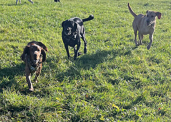Bartestree Pooches