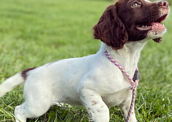 Bawden Flight Gun & Pet Dogs
