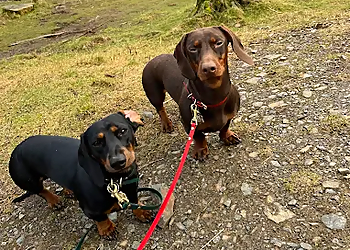 Bear Basics Canine Academy