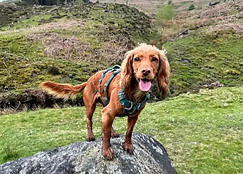 Bear Basics Canine Academy