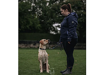 Bear Basics Canine Academy