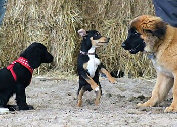 Beastly Thoughts Professional Dog Services